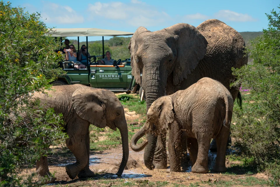 Shamwari safari vehicle observing an elephant family
