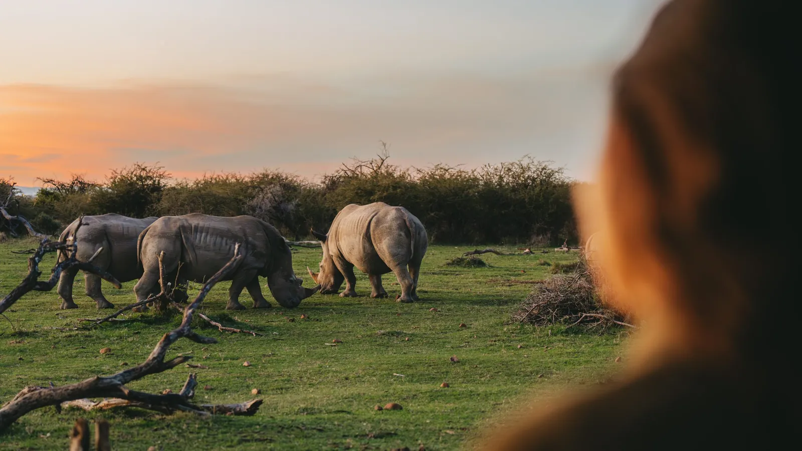 Safari at NAKO Lodge, South Africa