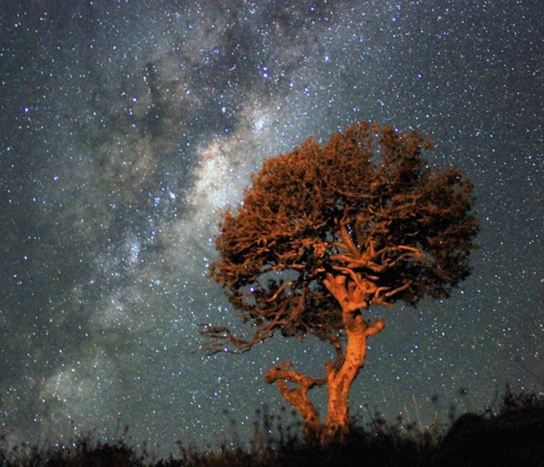 Shepherd Tree and stars