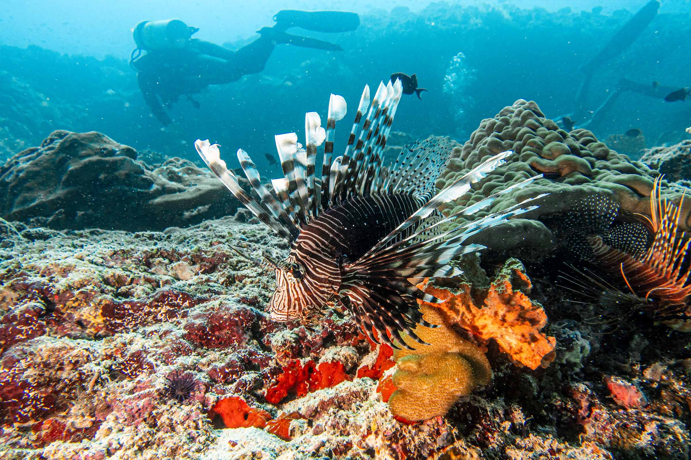 sun-siyam-iru-fushi_marine-life06