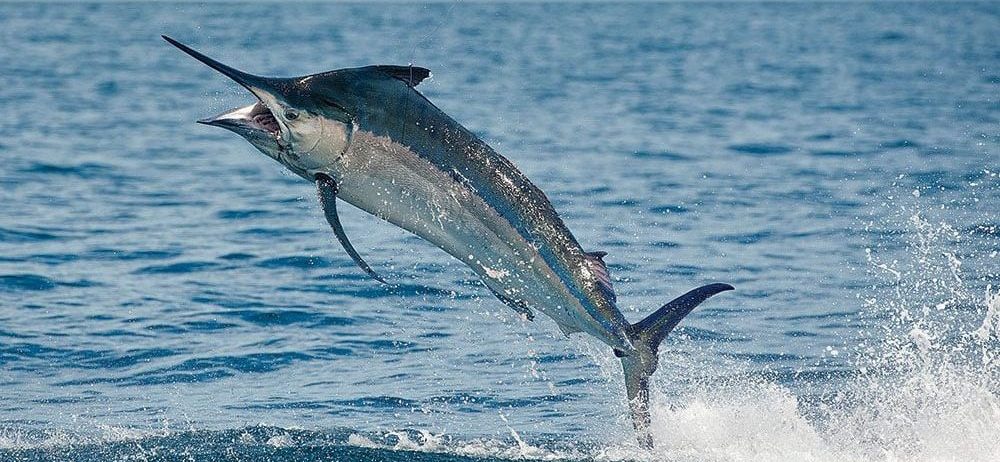 seychelles-black-marlin-indian-ocean-fishing-mar1017-fseychlles-09-e1692003556540